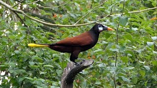 Montezuma Oropendola in Costa Rica [upl. by Lock408]