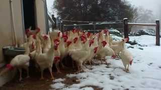 Rescued Hens See Snow for the First Time [upl. by Oab408]