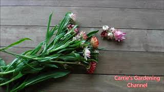 how to dry strawflowers how to know when your strawflowers are dry [upl. by Nnylaf]