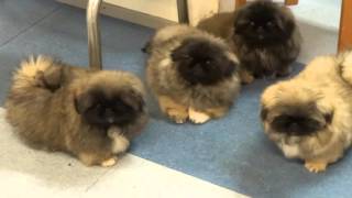 Pekingese puppies in Kennel Kaimon Gerheil [upl. by Trutko]