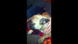 French Bulldog Idiosyncratic Head Tremor Seizure [upl. by Ewold]