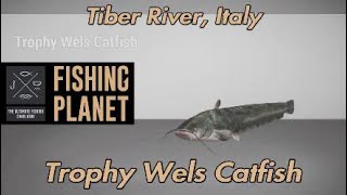 Fishing Planet Trophy Wels Catfish Tiber River Italy [upl. by Haerdna102]