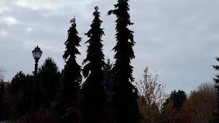 Weeping Serbian Spruce  Picea omorika  Pendula [upl. by Plath775]