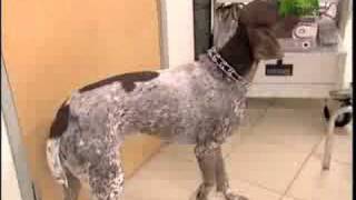 Breed All About It  German Shorthaired Pointer [upl. by Ricarda146]