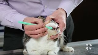 How to Brush Your Cats Teeth  Vet Tutorial [upl. by Cleaves]