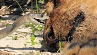 Black Mamba Bites Lion Stock Footage 01 [upl. by Pattison]