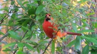 Northern Cardinal Calling  4 different calls [upl. by Merkley233]