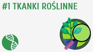 Tkanki roślinne 1  Tkanki [upl. by Divan]