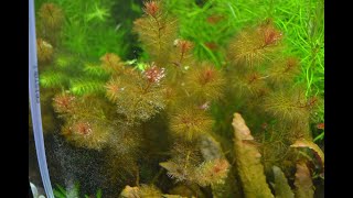 myriophyllum mattogrossense aquarium plant [upl. by Stanly]