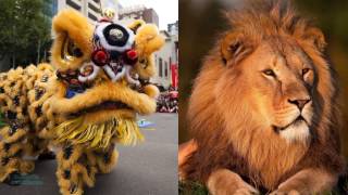 What is Chinese Lion Dancing [upl. by Assirram]