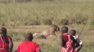 Lion vs Maasai Amboseli National Park Safari Kenya 2015 [upl. by Osborn]