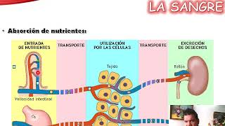 Generalidades del Sistema Hematológico [upl. by Becki]