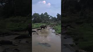 Elephant crossing the rivermasinagudiootyelephant ooty [upl. by Vevay]