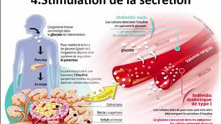 Insulin  How insulin works in 2mins [upl. by Orlan]