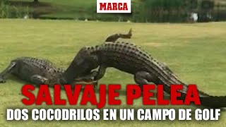 La salvaje pelea entre dos cocodrilos en un campo de golf I MARCA [upl. by Aicilehp]