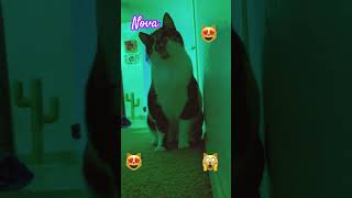 nova motomoto madagascar chunky kitty meowslovers meow music funny movie dreamworks [upl. by Edya]