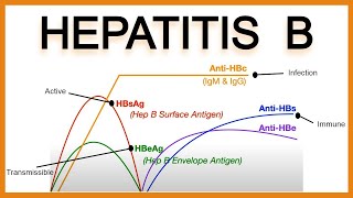 Hepatitis B SerologyInterpretation [upl. by Garrett]