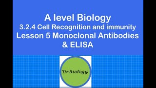 Lesson 5 Monoclonal Antibodies ALevel Biology [upl. by Richie]