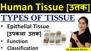 Tissue in hindi  Types of human tissue  उत्तक  Epithelial tissue  Classification  Function [upl. by Nilknarf]