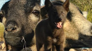 Baby Wolf Meets Sheep  see what happens [upl. by Eniladam]