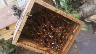 Harvesting Stingless Bee Honey [upl. by Haelam310]