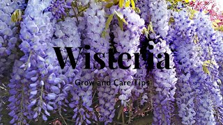 Wisteria Grow and Care Tips [upl. by Milurd]