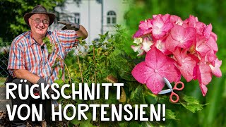 Rückschnitt in 5 Schritten 🧐  Hortensien richtig schneiden amp pflegen [upl. by Odnala]