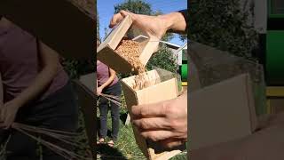 Traditional Stone Mill Grinding Grains to Flour 🌾🌀 [upl. by Norrag42]