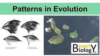 Patterns in Evolution updated [upl. by Jaddo]