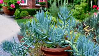 Senecio Mandraliscae Succulens Plant [upl. by Ahsinnod478]