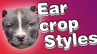 Ear cropping styles for Pitbulls [upl. by Hselin603]