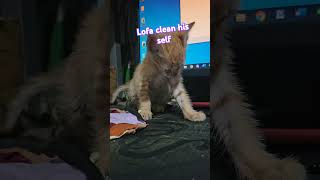 Kitty clean his selfviralshorts cat catlover cutecat viralreels trendingshorts viral shorts [upl. by Karina]