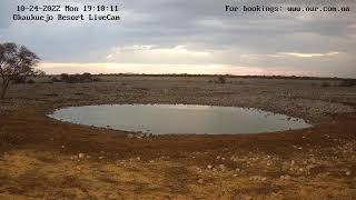 Okaukuejo Resort Wildlife Waterhole Live camera stream in the Etosha National Park in Namibia [upl. by Dinse492]