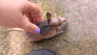 Orphaned baby armadillo discovered in backyard [upl. by Gentes95]