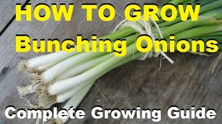 How To Grow Bunching Onions  Complete Growing Guide [upl. by Reba378]