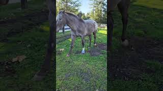 Smokey our horse being brave and trying to walk on his bandaged hoof ❤️‍🩹 [upl. by Urson]