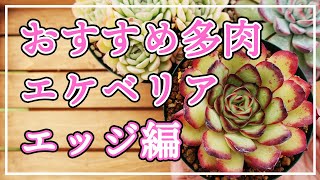 【多肉植物】おすすめのエケベリアをご紹介します。今回はエッジの素敵なエケベリアです！ [upl. by Ytiak759]