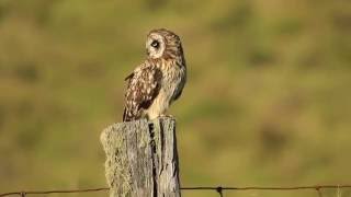 The Pueo or Hawaiian Shorteared Owl [upl. by Arnulfo]