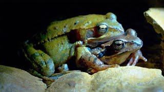 Why Tadpoles Are No Match for Diving Beetle Larvae [upl. by Shugart]