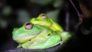 Redeyed Tree Frog Litoria chloris chorus at their most southern known location [upl. by Pattin]