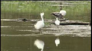 Noxubee National Wildlife Refuge [upl. by Swords]