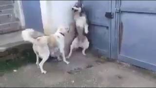 Mom Dog scolding Dad for threatening children unnecessarily [upl. by Odnomor]