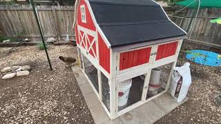 Mice in the Chicken Coop  Five Minute Chicken Tips [upl. by Elazaro]