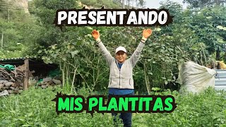 PRESENTANDO MIS PLANTITAS  Señora Maria Chelau [upl. by Fates996]