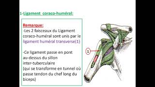 Articulation scapulohumérale [upl. by Lorne945]