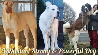 Caucasian Volkodav Anatolian Shepherd Dog Breed Facts  Caucasian Shepherd  Caucasian Ovcharka [upl. by Akoek]