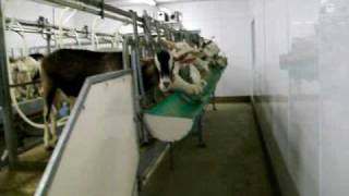 Goat milking Parlour [upl. by Ulda129]