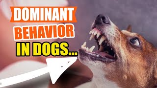 DOMINANT Behavior in Dogs 🐶👇How to Respond to It [upl. by Atin]