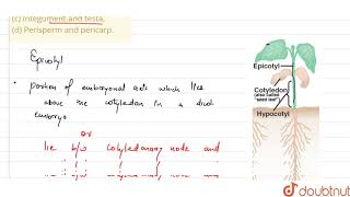 Differentiate betweena Hypocotyl and epicotylb Coleoptile and coleorhizac Integument an [upl. by Tarah]