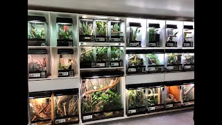 Tour of the animal room at Phelsuma Farm [upl. by Aleris]